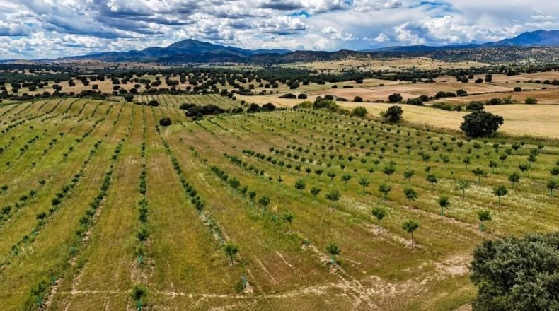 Toledo - Almorox - 170000m2