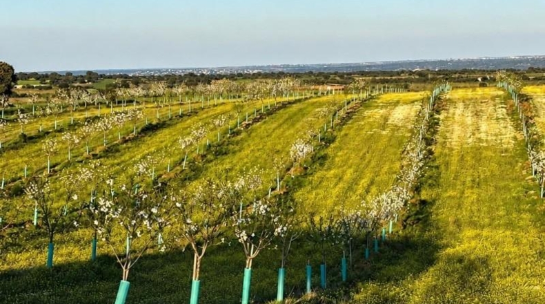 Toledo - Almorox - 170000m2