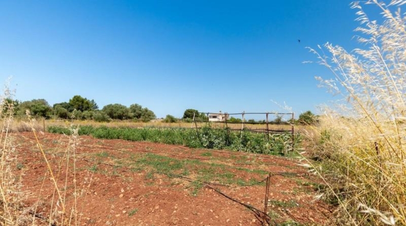Illes Balears - Felanitx - 21058m2