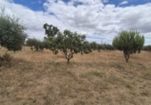 Chalet independiente con terreno en venta en Badajoz ref: TR415648 foto