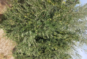 Villacarrillo 4600&nbsp;m²