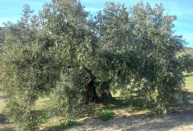 Villacarrillo 4000&nbsp;m²