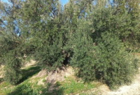 Villacarrillo 4000&nbsp;m²