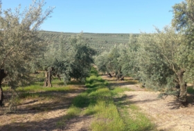 Villacarrillo 6000&nbsp;m²
