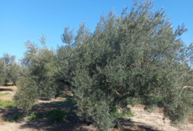 Villacarrillo 8500&nbsp;m²