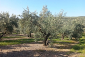Villacarrillo 4800&nbsp;m²