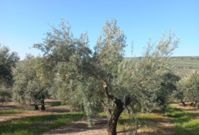 Villacarrillo 4800&nbsp;m²