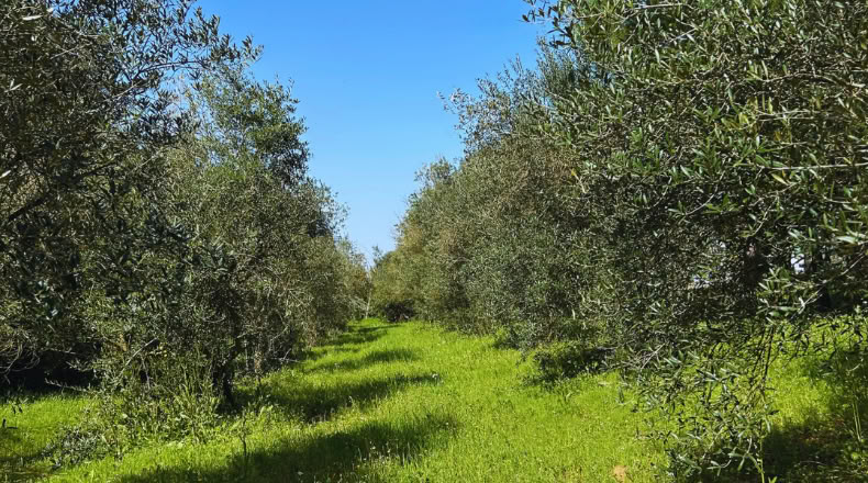 Huelva - Almonte - 6700m2