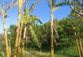 Country house with land for sale on España, Sueca, ref: TR415705 photo