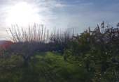 Country house with land for sale on España, Sueca, ref: TR415705 photo