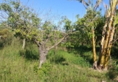 Country house with land for sale on España, Sueca, ref: TR415705 photo