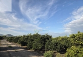 Terreno no urbanizable en venta en la España, Senyera, ref: TR359703 foto