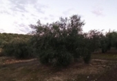 Terreno no urbanizable en venta en la España, Villargordo, ref: TR219832 foto