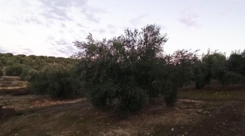 Jaén - Mengíbar - 15163m2