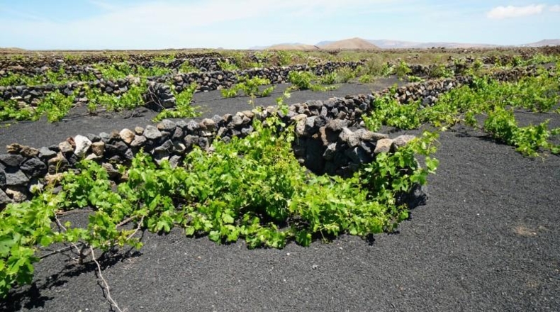 Las Palmas - Tinajo - 1476m2