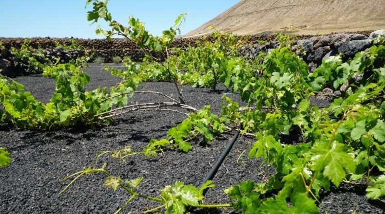 Las Palmas - Tinajo - 1476m2