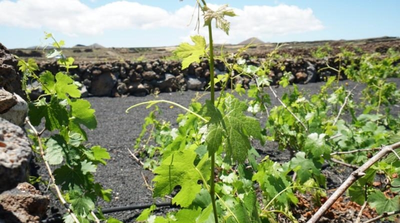 Las Palmas - Tinajo - 1476m2