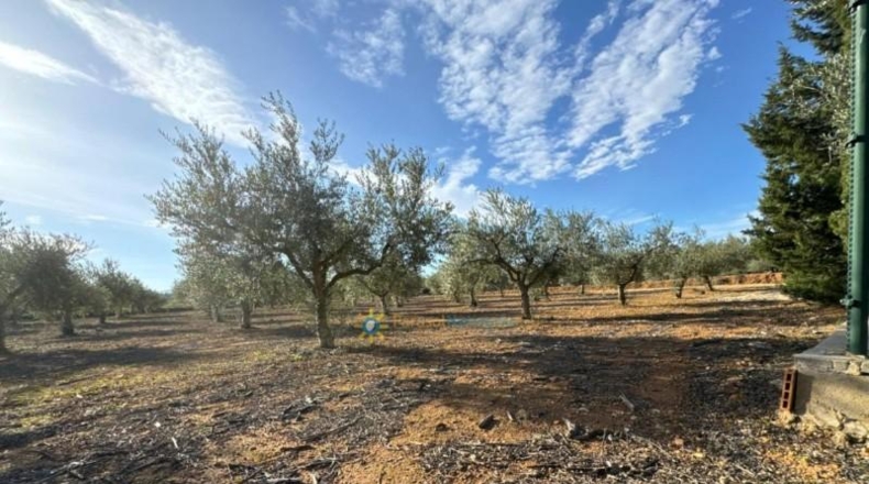 Valencia - el Palomar - 40890m2