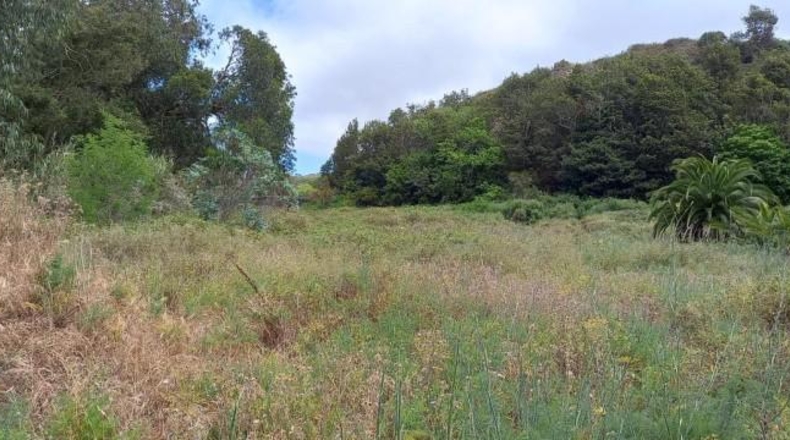 Santa Creu de Tenerife - Tacoronte - 12119m2