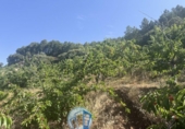 Rural estate for sale in Albacete ref: TR415747 photo