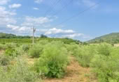 Terreno no urbanizable en venta en la España, Freginals, ref: TR254818 foto