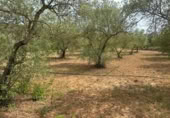 Terreno no urbanizable en venta en la España, Freginals, ref: TR254818 foto