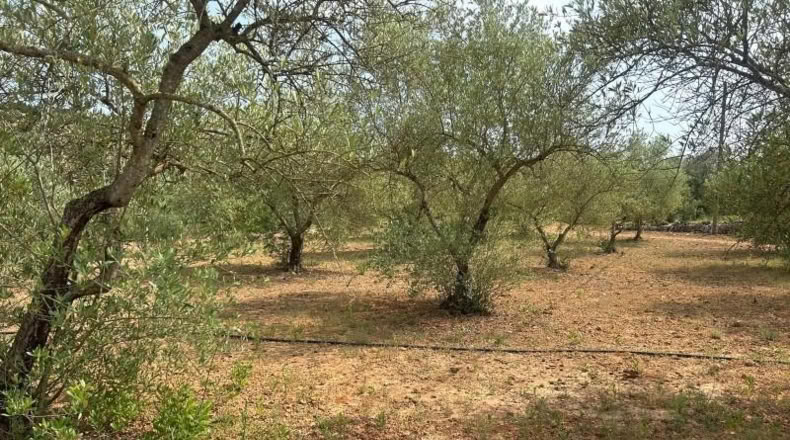 Tarragona - Freginals - 3000m2