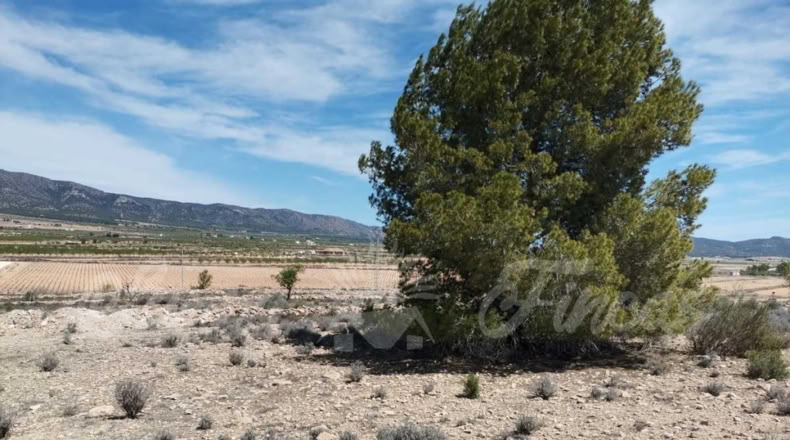 Alicante - Pinoso - 10500m2