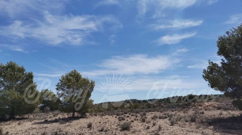 Alicante - Pinoso - 10500m2