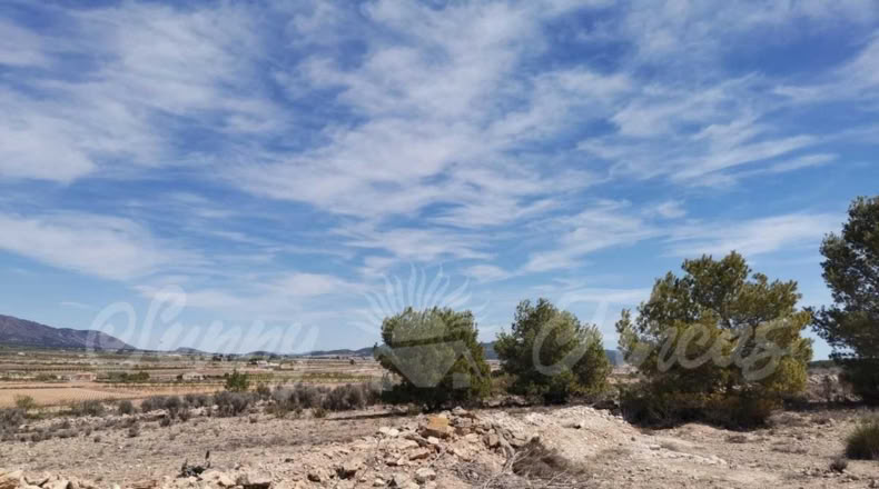 Alicante - Pinoso - 10500m2