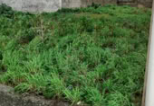 Suelo urbano en venta en la Avenida de Castelao, Neda, ref: TR415763 foto