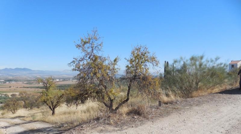 Granada - Moraleda de Zafayona - 3651m2