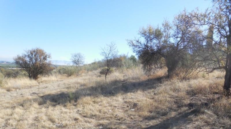 Granada - Moraleda de Zafayona - 3651m2