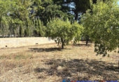 Non-developable land for sale in Caudete ref: TR415822 photo