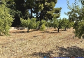 Non-developable land for sale in Caudete ref: TR415822 photo