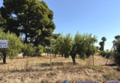 Non-developable land for sale in Caudete ref: TR415822 photo