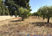 Non-developable land for sale in Caudete ref: TR415822 photo