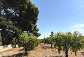 Caudete 3229&nbsp;m²