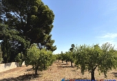 Non-developable land for sale in Caudete ref: TR415822 photo