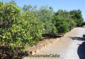 Country house with land for sale in El Coronil ref: TR415861 photo