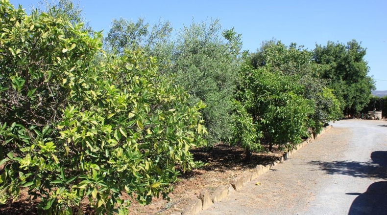 Sevilla - El Coronil - 2491m2
