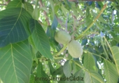 Country house with land for sale in El Coronil ref: TR415861 photo