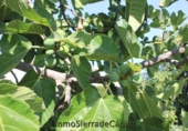 Country house with land for sale in El Coronil ref: TR415861 photo