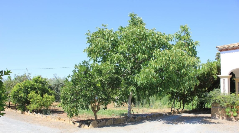 Sevilla - El Coronil - 2491m2