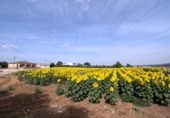 Rural estate for sale in Jerez ref: TR415870 photo