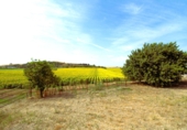 Rural estate for sale in Jerez ref: TR415870 photo