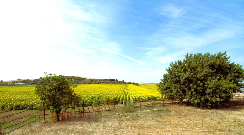Cádiz - Jerez de la Frontera - 53703m2