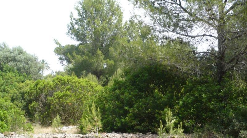 Alicante - Denia - 2252m2