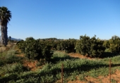 Terreno no urbanizable en venta en la España, Pedreguer, ref: TR44966 foto