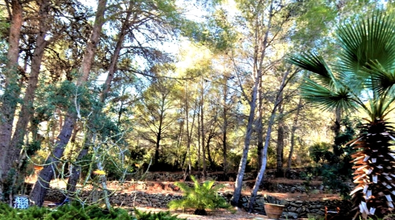 Alicante - Denia - 6000m2